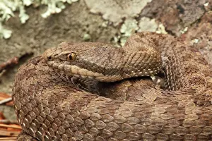 Pricei: Twin-spotted Rattlesnake