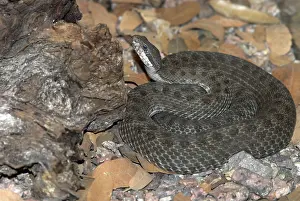 Pricei: Twin-spotted Rattlesnake