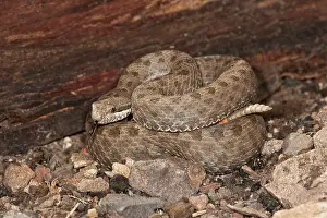 Twin: Twin-spotted Rattlesnake, Crotalus pricei