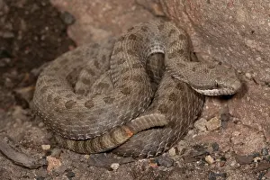 Twin: Twin-spotted Rattlesnake, Crotalus pricei