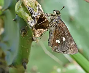 Twin: Twin-spotted Skipper