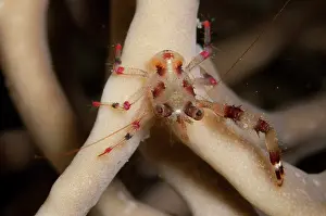 Twin: Twin-spotted Squat Lobster