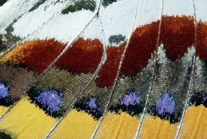 Charaxes: Twin-tail Pasha Butterfly - close-up of scales