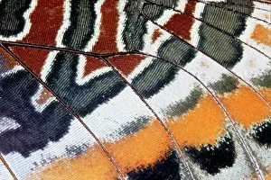 Charaxes: Twin-tail Pasha Butterfly - close-up of scales