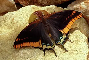Charaxes: Twin-tailed / Two-tailed Pasha / Foxy Charaxes