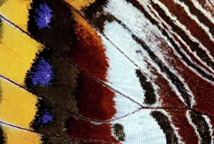 Charaxes: Twin-tailed / Two-tailed Pasha / Foxy Charaxes