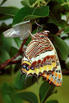 Coccoon: Twin-tailed / Two-tailed Pasha / Foxy Charaxes