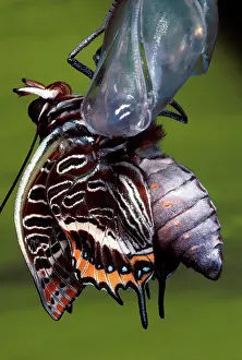 Coccoon: Twin-tailed / Two-tailed Pasha / Foxy Charaxes