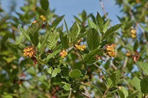 Honeysuckle: Twinberry Honeysucle (Lonicera involucrata) flowers