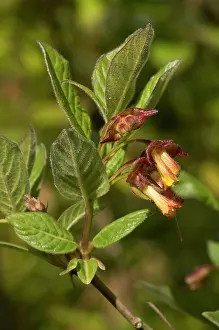 Honeysuckle: Twinberry Honeysucle (Lonicera involucrata) flowers