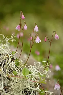 Twinflower: Twinflower