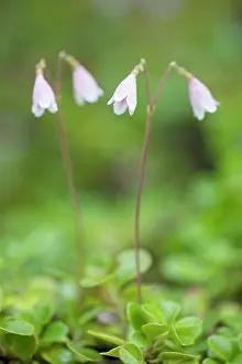 Yukon: Twinflower