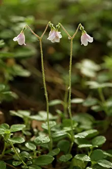 Twinflower: Twinflower in flower