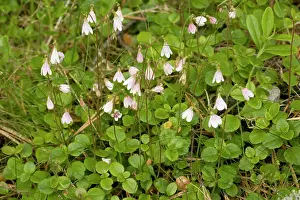 Twinflower: Twinflower in flower