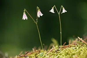 Twinflower: Twinflower in flower