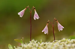 Twin: Twinflower - in flower - Linnaeus favourite flower