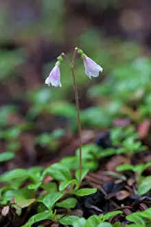 Evergreens: Twinflower - flowering