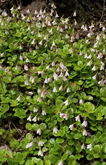 Boreal: Twinflower - growing in masses in coniferous woodland