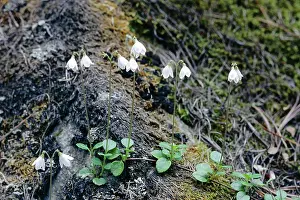 Twinflower: TWINFLOWER / Twin Flower