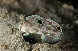 Warning: Twinspot Goby