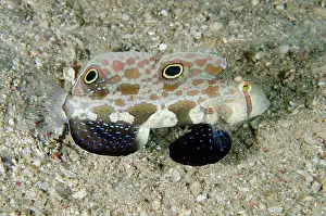December: Twinspot Goby