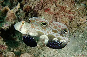December: Twinspot Goby