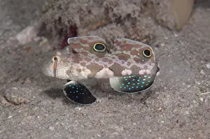 Flores: Twinspot Goby