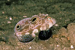 Twin: Twinspot goby, or signigobius biocellatus