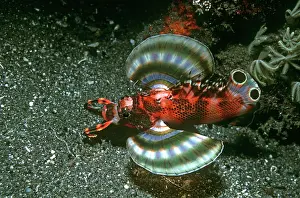 Twinspot: Twinspot Lionfish