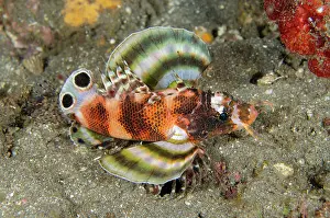 Dendrochirus: Twinspot Lionfish