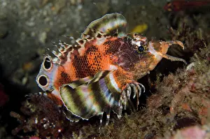 Dendrochirus: Twinspot Lionfish