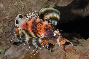 Dendrochirus: Twinspot Lionfish
