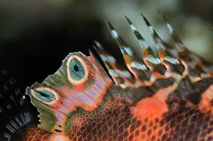 Scorpionfish: Twinspot Lionfish fin