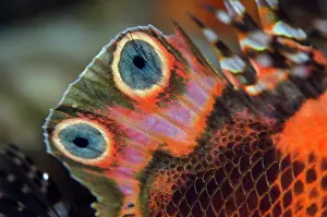 Scorpionfish: Twinspot Lionfish fin