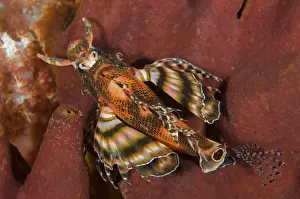 Liberty: Twinspot Lionfish - Liberty Wreck dive site, Tulamben