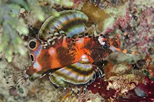 Dendrochirus: Twinspot Lionfish on night dive IMAX dive site