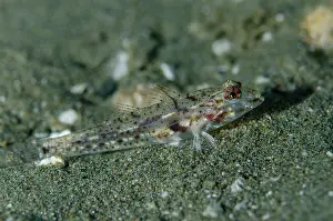 Goby: Twinspot Sandgoby