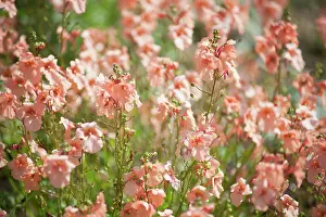 Apricot: Twinspur, Diascia barberae Apricot Queen, Top view
