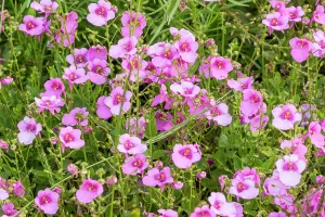 Trailing: Twinspur (Diascia barberae) Flying Color Trailing