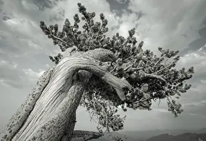 Goliath: The twisting branches of the ancient bristlecone