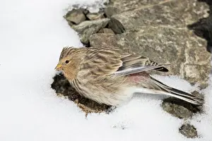 Twites: TWITE