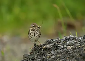 Twites: Twite adult female perched on stones with insects in beak