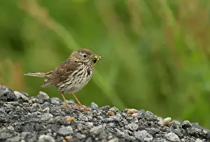 Twites: Twite adult female perched on stones with insects in beak