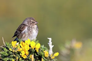 David Kilbey: Twite - adult perching on gorse