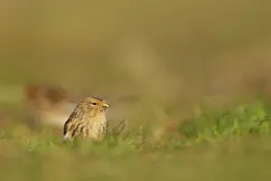 Twite: Twite
