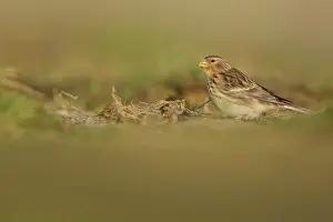 Twite: Twite