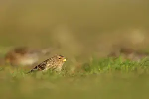 Twite: Twite