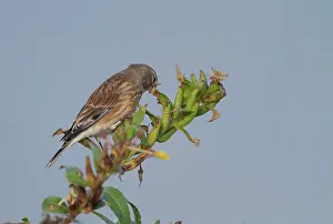 Groningen: Twite