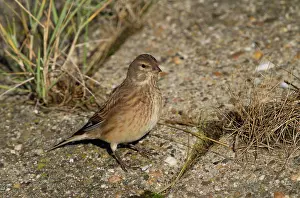 Twite: Twite