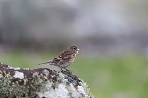 Twite: Twite